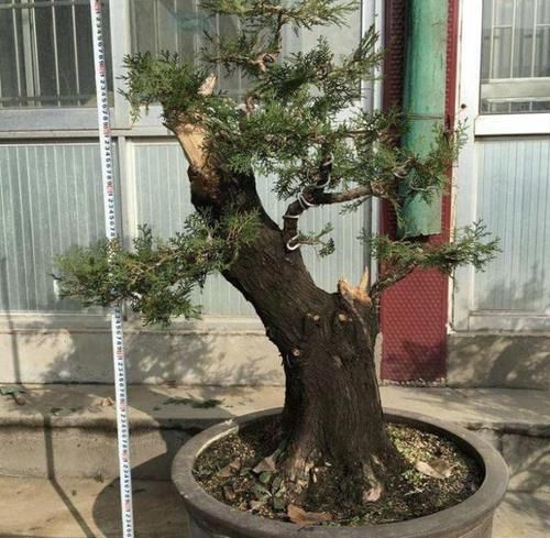  「盆栽」“高贵”的2种盆栽，养5年变成“盆景树”，价值翻6倍，还镇宅！