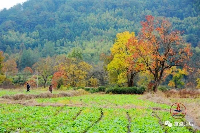 皖南的塔川,秋天的骄傲,极美的色彩天堂
