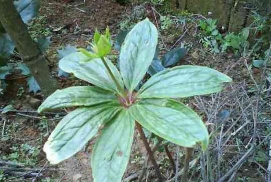  采挖■它长在野外，农人采挖后，有人450元一斤收购，但为何无人