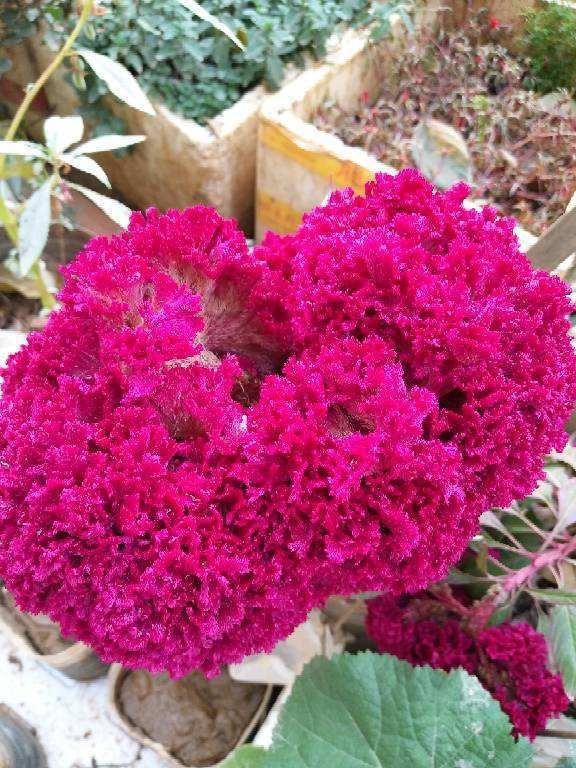  【比头】养过鸡冠花吗？一朵花比头还大，很多小孩都爱玩它！