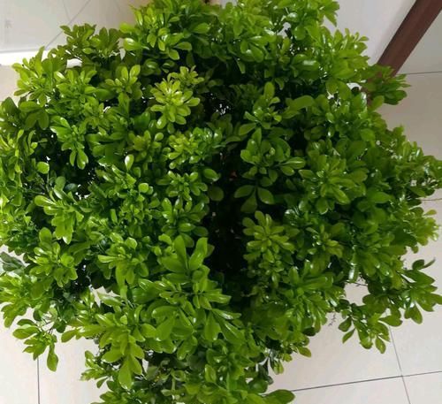  杀菌剂：米兰花盆栽常见细菌性病害，常被当作虫害防治，真菌性杀菌剂无效