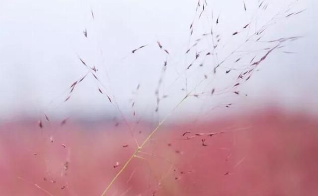 东莞周边这片3000㎡粉红花海开放了!免费,赶紧去打卡!