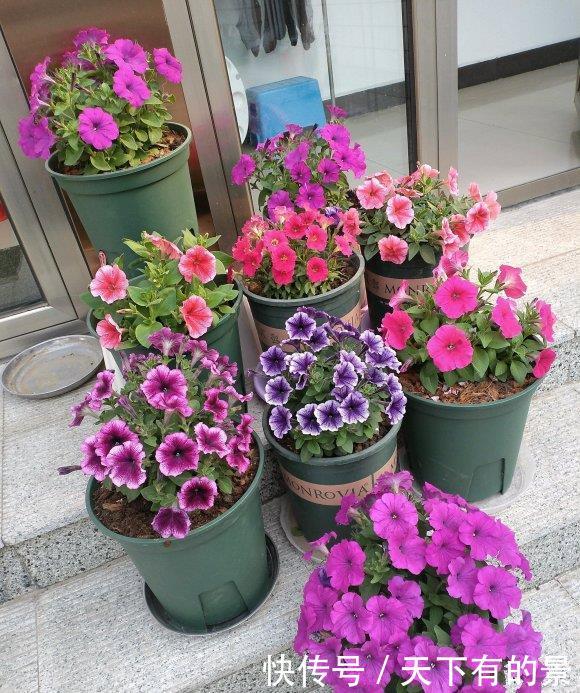  「花芽」矮牵牛进入“分化期”，盆里撒点肥，花芽蹿一蹿，花期开的久