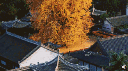 千年银杏走红海外社交媒体，网上预约方可参观