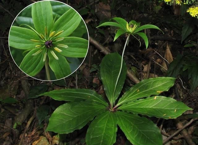  『七叶』人称“七叶莲”，蛇见到就怕，当今价值珍贵，若在竹林见到请珍惜