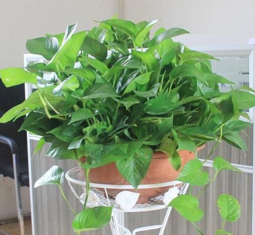  『绿萝』吊兰绿萝，想做邻居，要有“时间限制”，互相伤害，两败俱伤