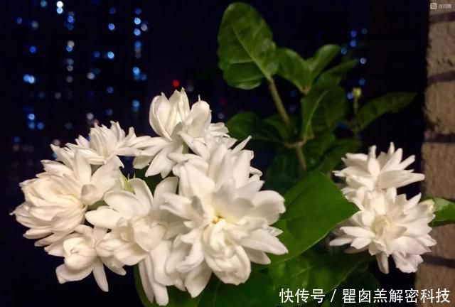 『品种』3种重瓣茉莉花品种,花朵华丽,浓香扑鼻