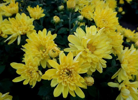  「花草树木」喜欢养殖花草树木？老花农都在养此花，延年益寿还能杀菌