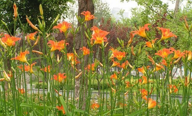  中毒@路上看见这“黄花菜”千万别吃，要不然分分钟中毒，立马扩散