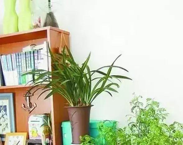  好处|喜欢养花的人几乎家家都有的植物，它的这些好处竟然没人发现？