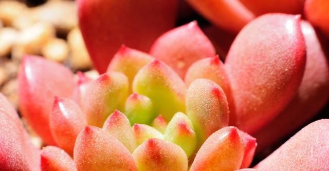  「变瘦要是你」多肉植物越长越“瘦”，八成是3个原因导致，及时解决快速变肥