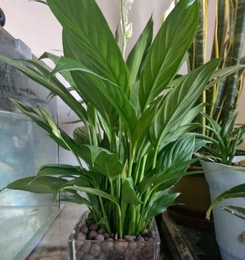 『观叶类』养观叶植物,别缺“细节”,叶片又大又油亮,比“花”还好看