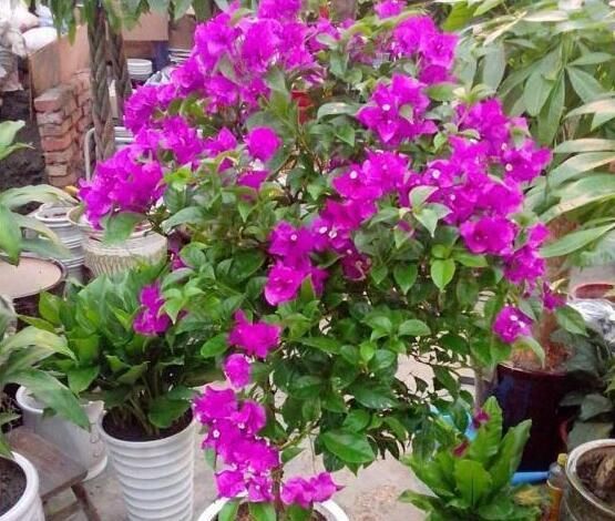  [加点]三角梅不开花，给它加点肥，花苞蹭蹭冒，一开就是大半年