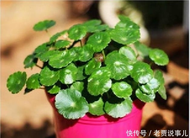 #开爆#这些花,命太大,成桶成桶喝水,烈日下开花,开爆整个夏天