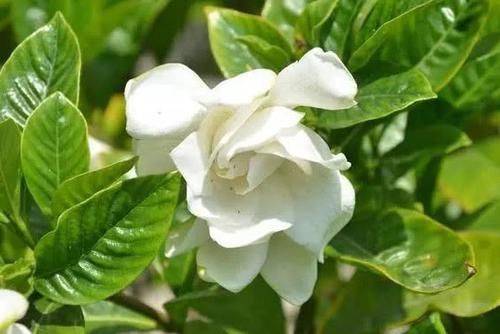  停不下来：栀子花不开花？做好3点，开花多得停不下来，拦都拦不住，爆满盆