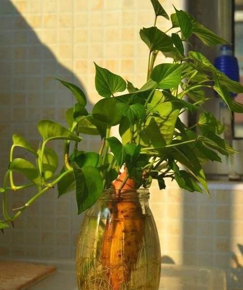  【蔬菜】想要在家水培植物，除了花卉还能选择蔬菜，山药藤蔓长得像绿萝