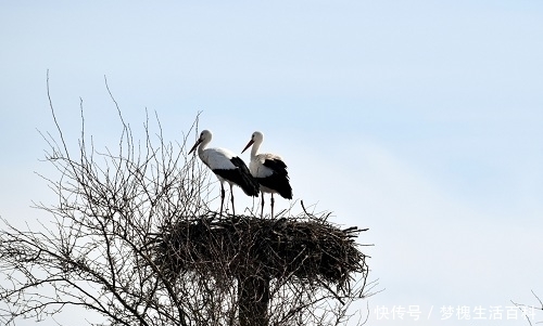  「鸟巢」农村鸟巢，大多朝天而建，专家费解：下雨不怕淋湿？老
