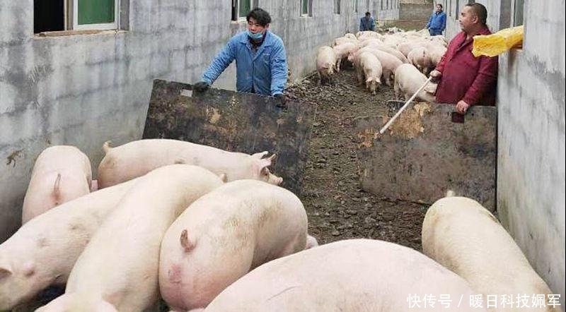  养殖户■生猪禁养区仍然实行禁养，国办强调不得超范围划定生猪