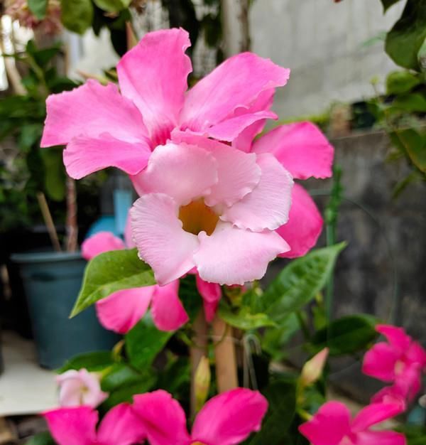  #红蝉花#打造阳台花园，这种花不能少，花量繁多，四季花开，好看又好养