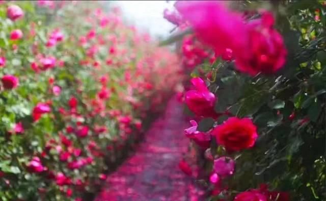  「体温检测」第四届〈花乡玫瑰〉艺术节！门票无限量免费送！