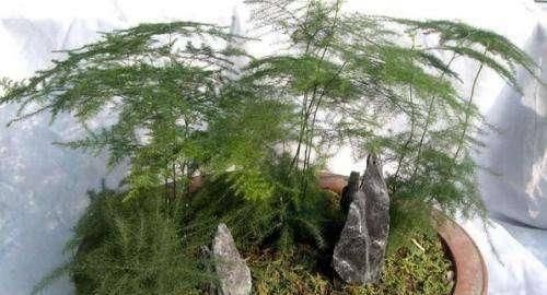  空气湿度@文竹爱黄叶，学了这5招，叶子绿的滴油！蹭蹭爬着长！