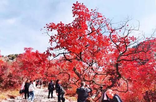 这个秋天,就想和你一起去石门坊赏红叶