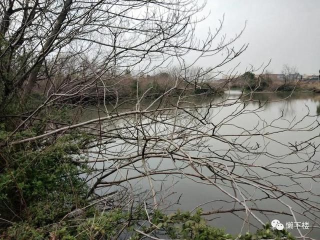  「蚕豆」春春欲动丨缠着火桑的野蔷薇，耳朵很多的蚕豆花，这里的春天很性感