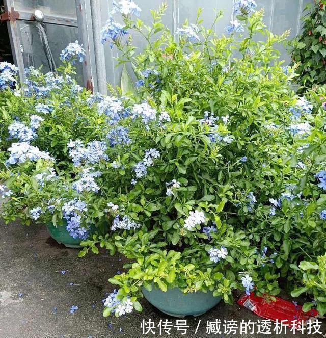 『蓝雪花』春天养了“4种花”,一出太阳就开花,花量大颜色美,是开花机器
