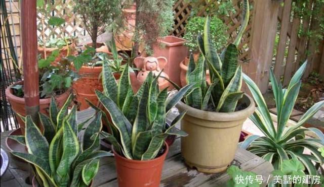 发软|室内养虎尾兰,叶子发软、暗淡无光,需加强4个方面的养护