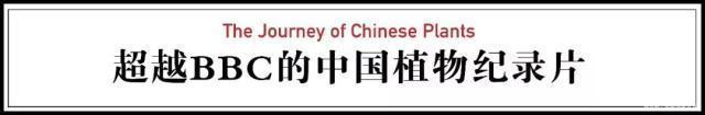 这部纪录片央视发力了，每一帧都可以当壁纸，BBC也无法超越