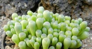  多肉■此花，形状各异，颜色也是丰富多样。