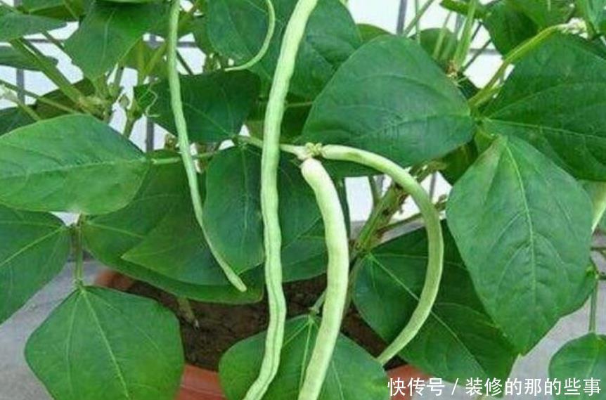  『适合』春天最适合阳台种植“4种菜”，结果快，收菜多，不用出门买菜！