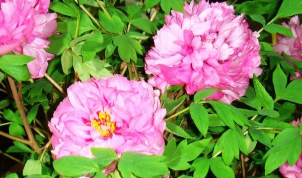  「籽怎么种植」它的种植期稍不同，春季不易种植，种子还要特殊处理