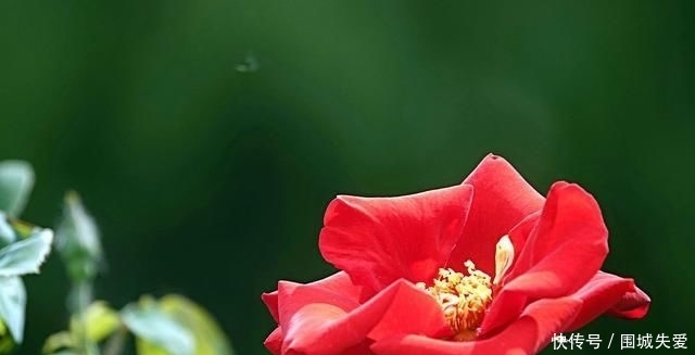  『爆花』藤本月季“爆花”进行时，笋芽萌发，如何施肥？