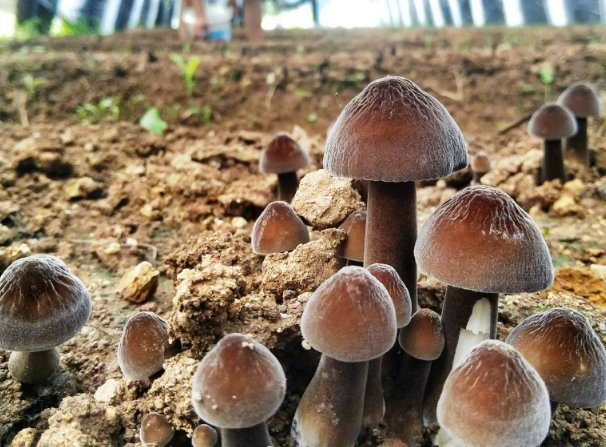  竟是|山里熟窝鸡枞菌“搬了家”！老农马上报案！罪魁祸首竟是蚂