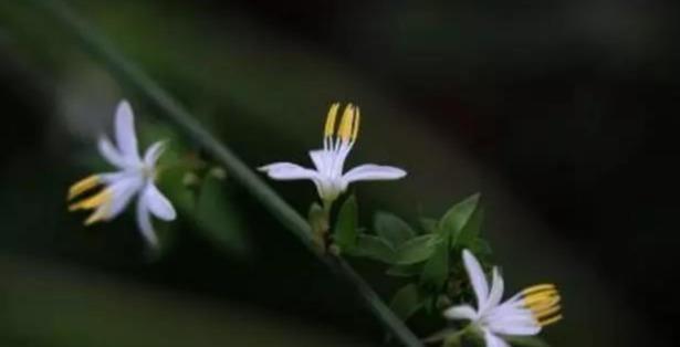 绿植:再便宜的绿植,养好了也很好看,藤蔓垂坠花卉盆栽