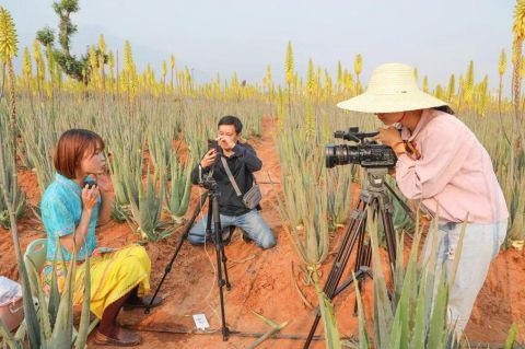  【主播】元江难得一见的芦荟花海，连网络主播也爱