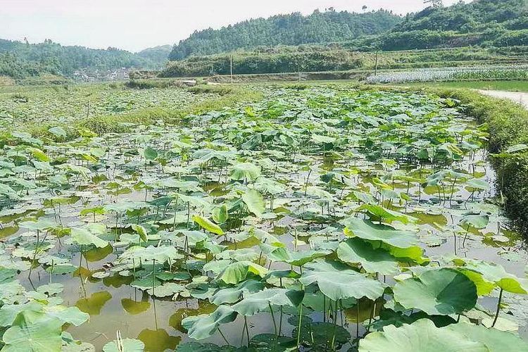  泥鳅■当泥鳅在莲藕地里养殖时，农民已经掌握了养殖技术，每年