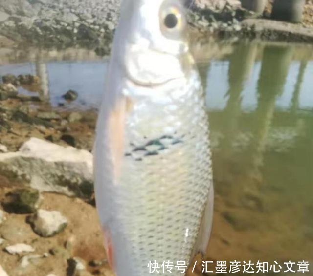 『小鱼虾闹窝』浮漂一直动在那动,但提竿确钓不上来鱼的真正原因,全都在这了