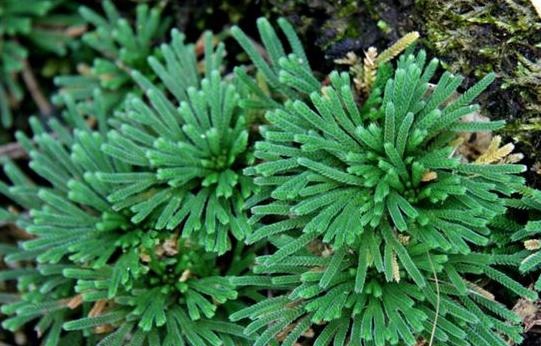  【几十块】这种“植物”农村山上非常多，城里卖几十块，三个月