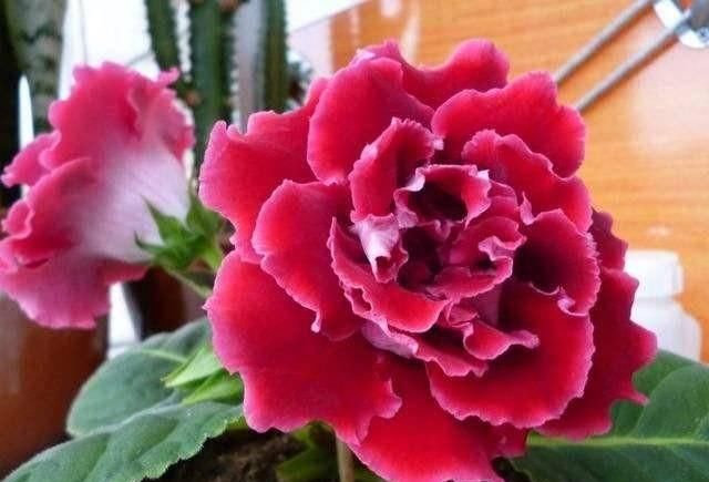  「随便」这“5种花”随便买，叶片绿、开花艳，越养越喜欢