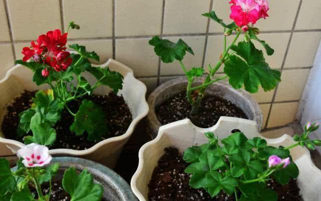  [住房]养花“嫌”住房没阳光，4种花卉，适合阴凉处养护，同样能开花