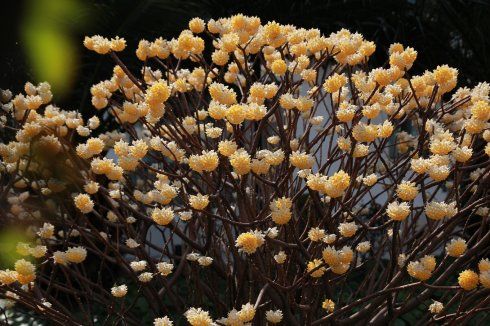  #古老#1种古老花卉，开花漂亮，花香浓郁，传言枝条打个结能实现愿望
