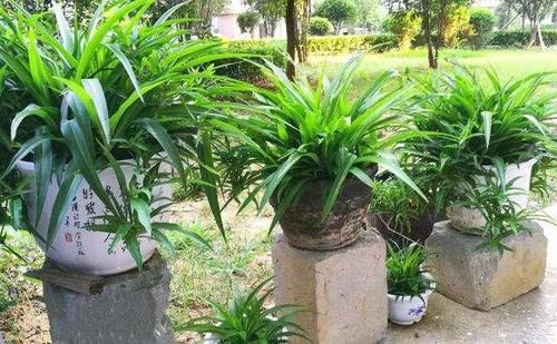  「甲醛」6种花，不养花的也要选一盆，净化空气吸甲醛，摆在角落也疯长
