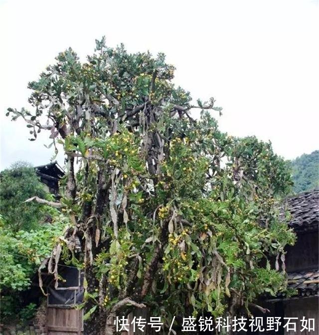 浙江、福建交界，有个300年秘境古村，仙人掌都长成了参天大树