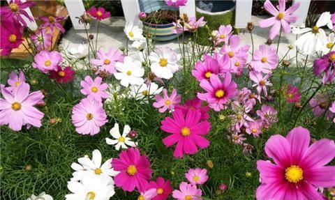 『开花』1种花耐旱好养,盆盆开花旺,养在阳台变“花海”