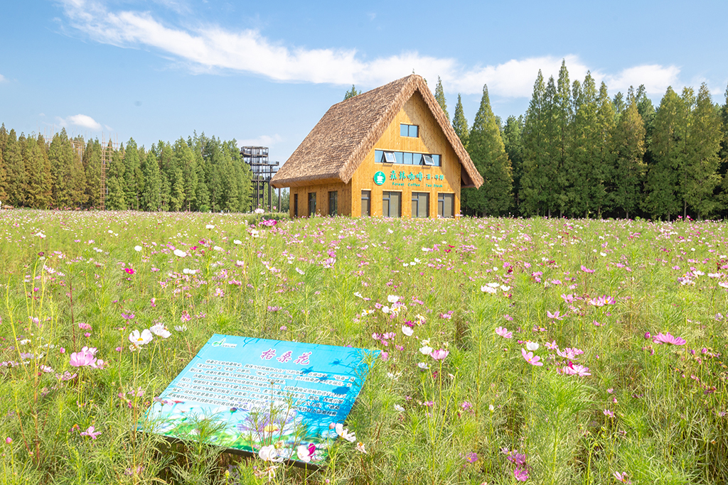 江苏罕见的水上森林,拥有万亩水杉林,是座名副其实的天然氧吧