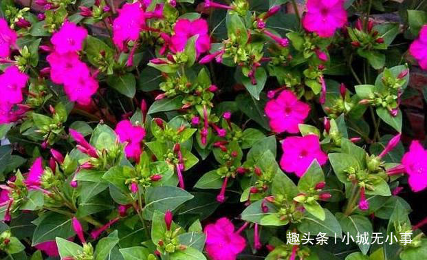  #药用价值#农村最普通的野花，药用价值很高，能去粉刺，现在卖