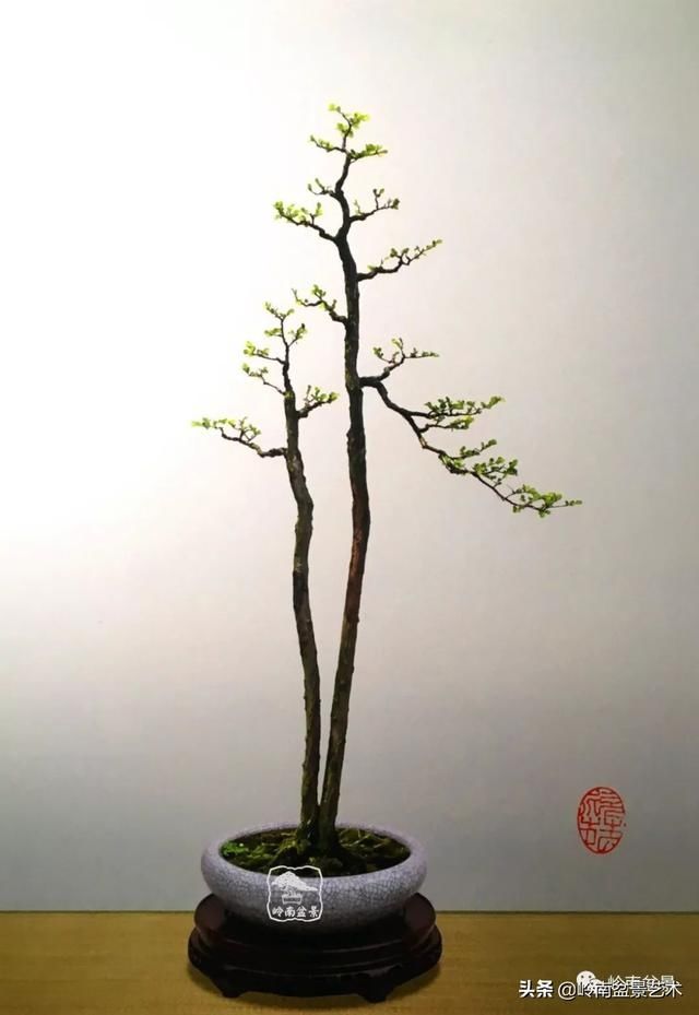 『作品』岭南珍品——山格木盆景