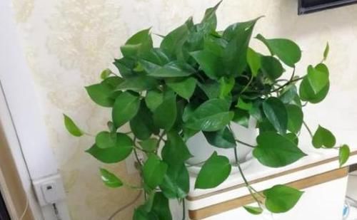  [芦荟]这10种绿植比'空气净化器'好用，好看又好养，家居盆栽首选